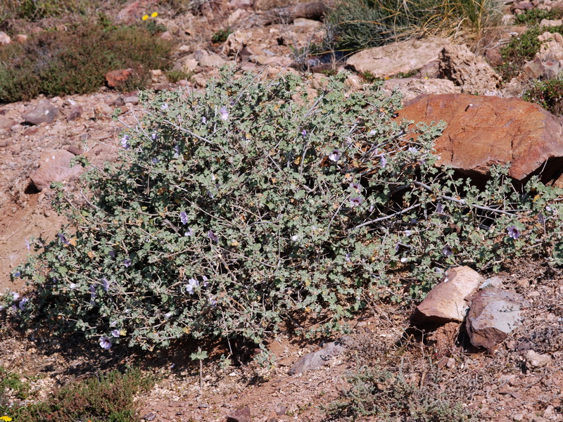 Lavatera maritima.01