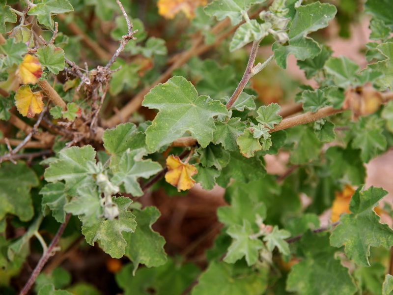 Lavatera maritima.02