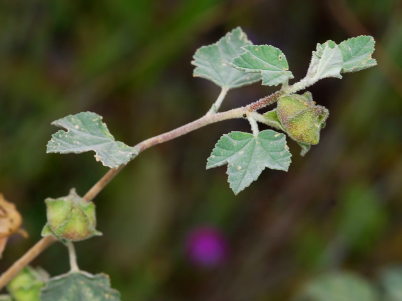 Lavatera maritima.03