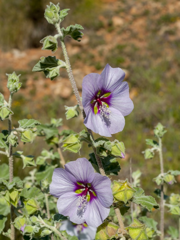 Lavatera maritima.04