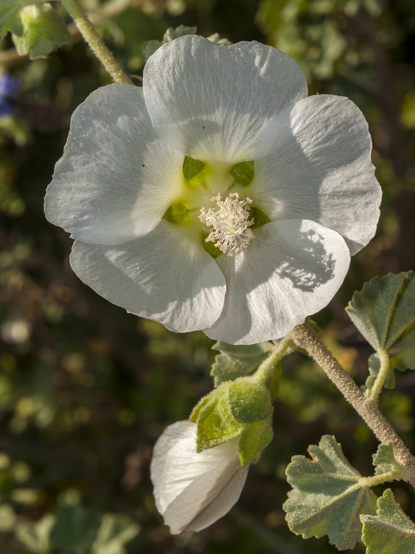 Lavatera maritima.05