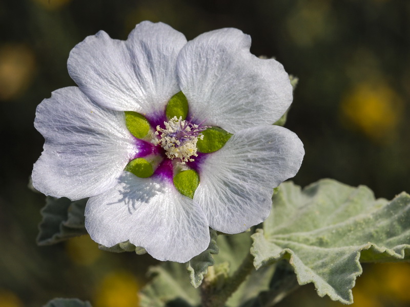 Lavatera maritima.09