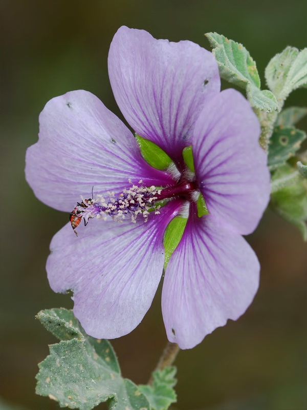 Lavatera maritima.13