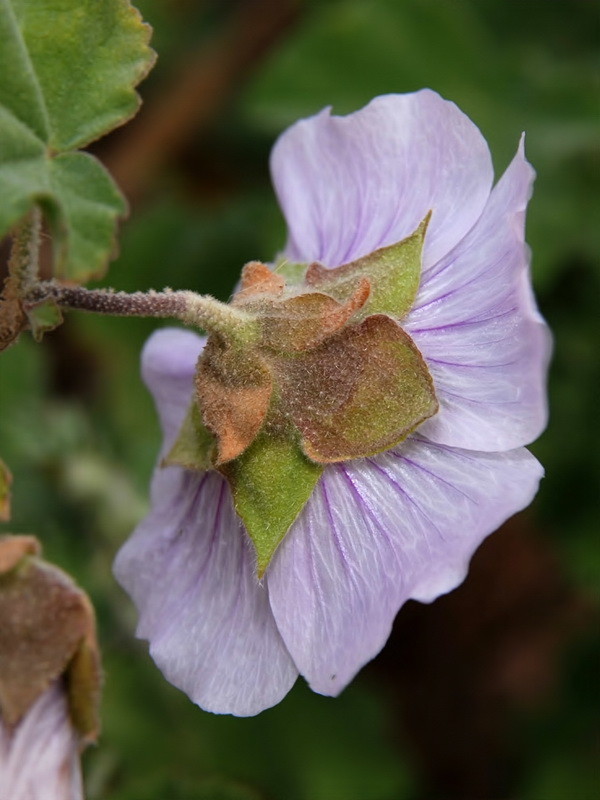 Lavatera maritima.16