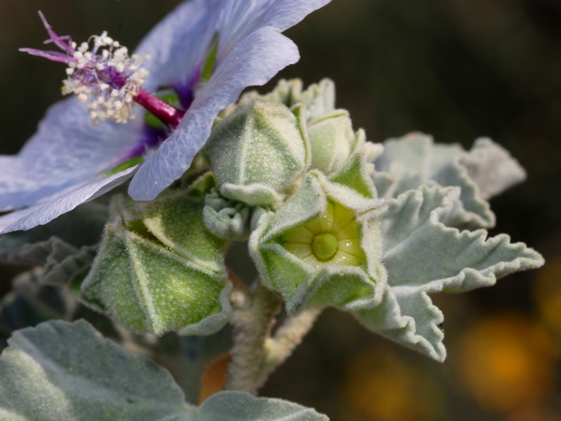 Lavatera maritima.17