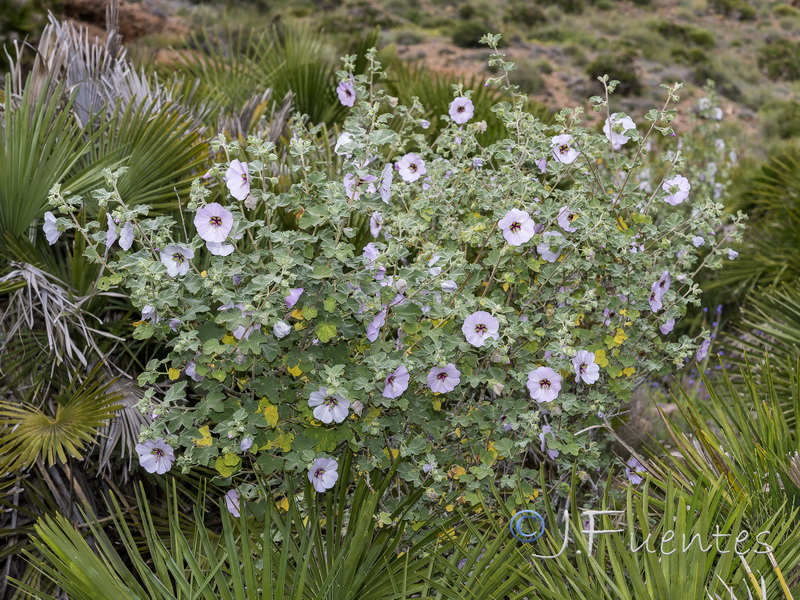 Lavatera maritima.21