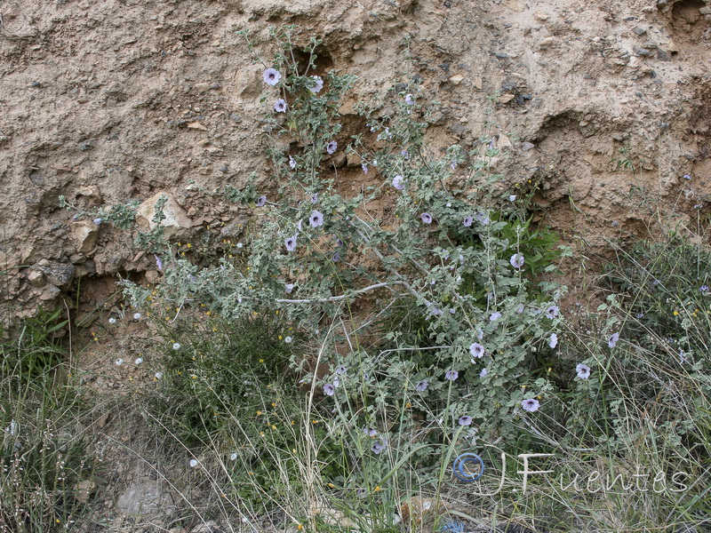 Lavatera maritima.22