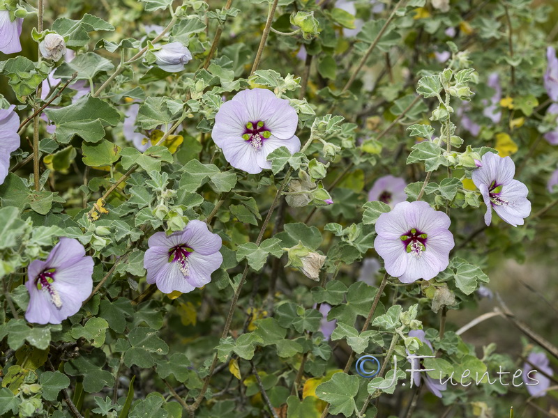 Lavatera maritima.25