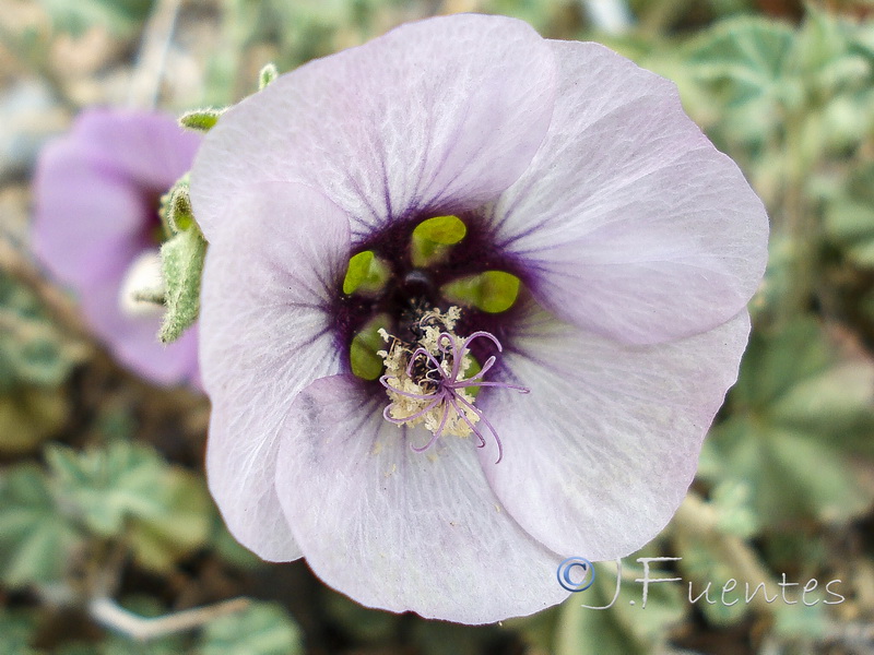 Lavatera maritima.27