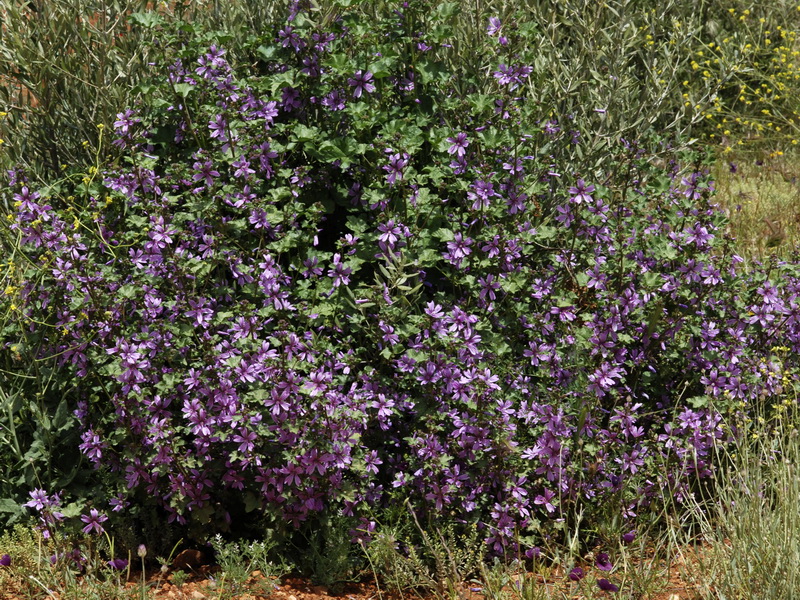 Malva sylvestris.01