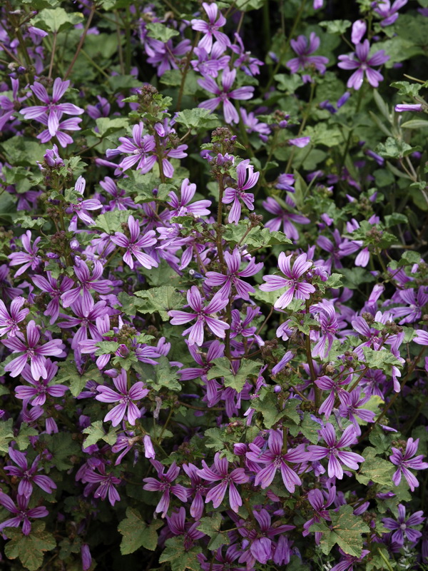 Malva sylvestris.02