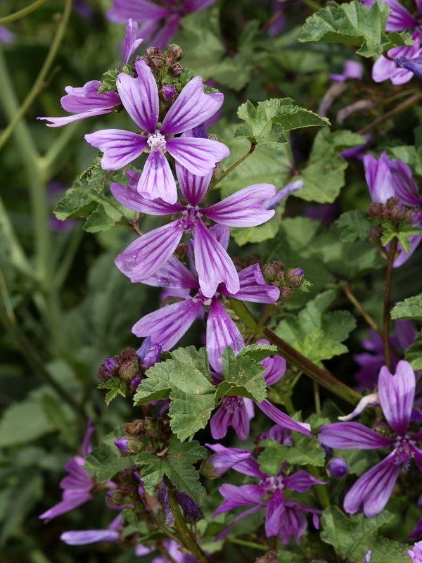 Malva sylvestris.03