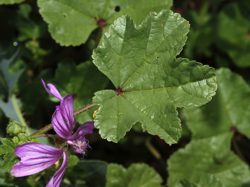 Malva sylvestris.06