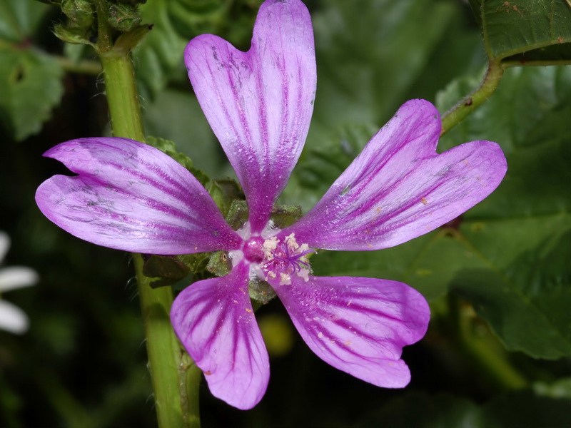 Malva sylvestris.09