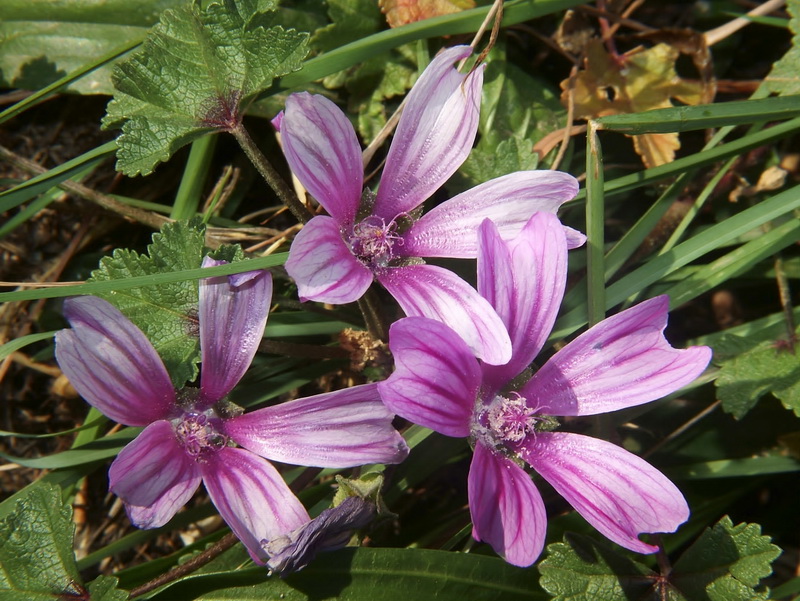 Malva sylvestris.11