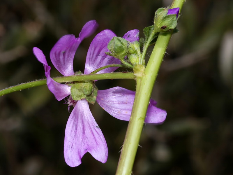 Malva sylvestris.16