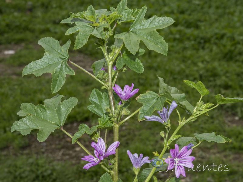 Malva sylvestris.18