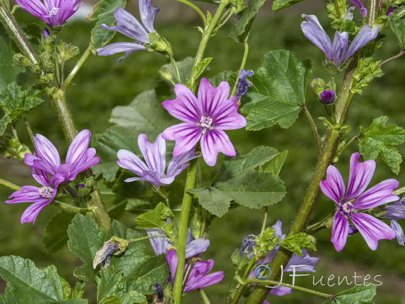 Malva sylvestris.19