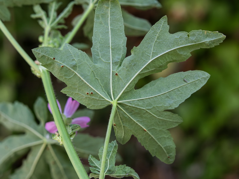 Malva sylvestris.23