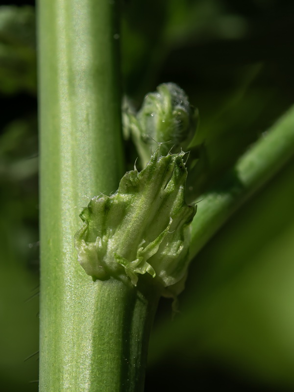 Malva sylvestris.24