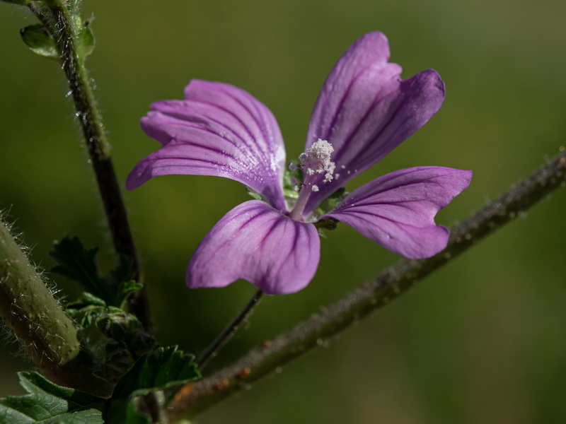 Malva sylvestris.11