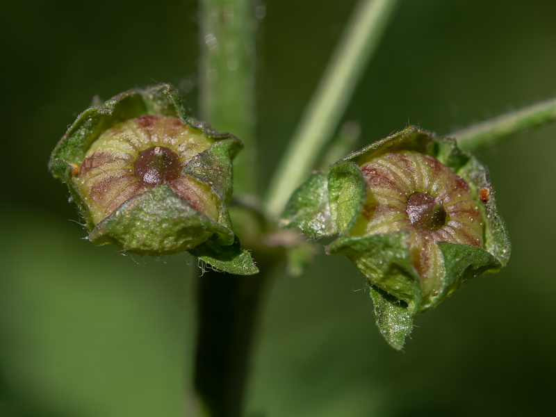 Malva sylvestris.16