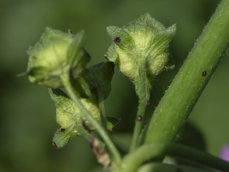 Malva sylvestris.32
