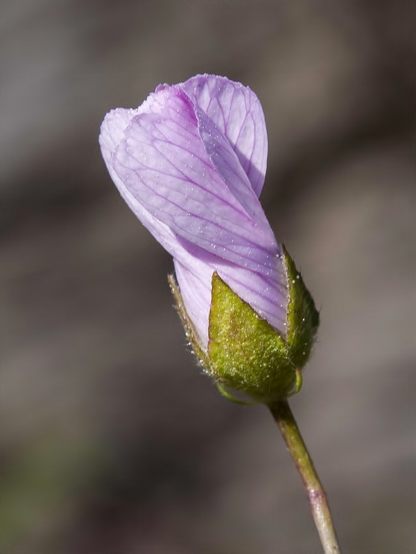 Malva tournefortiana.07