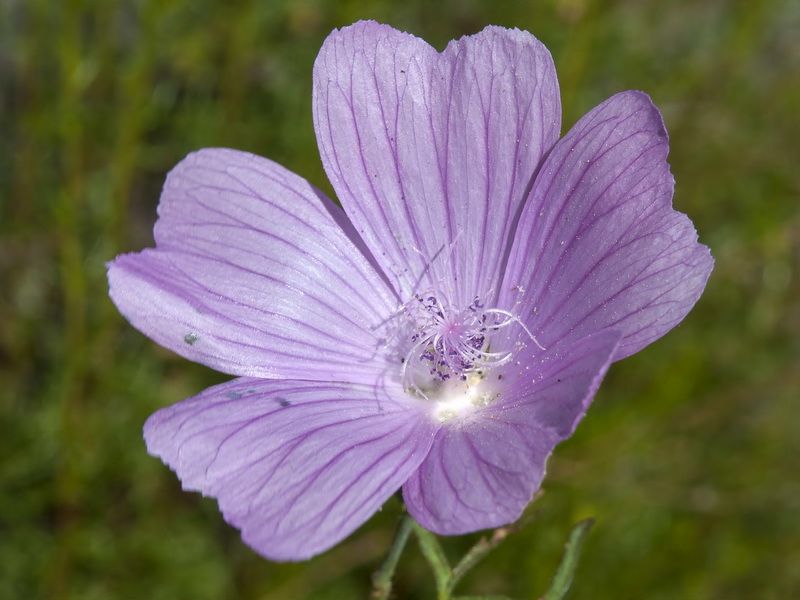 Malva tournefortiana.12