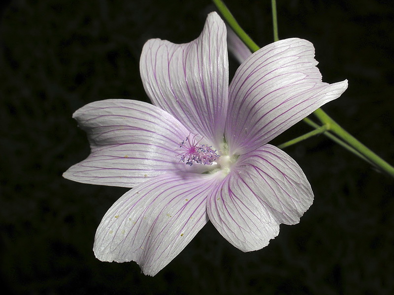 Malva tournefortiana.19