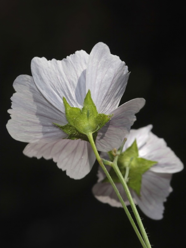 Malva tournefortiana.22