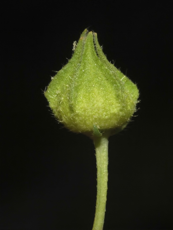 Malva tournefortiana.23