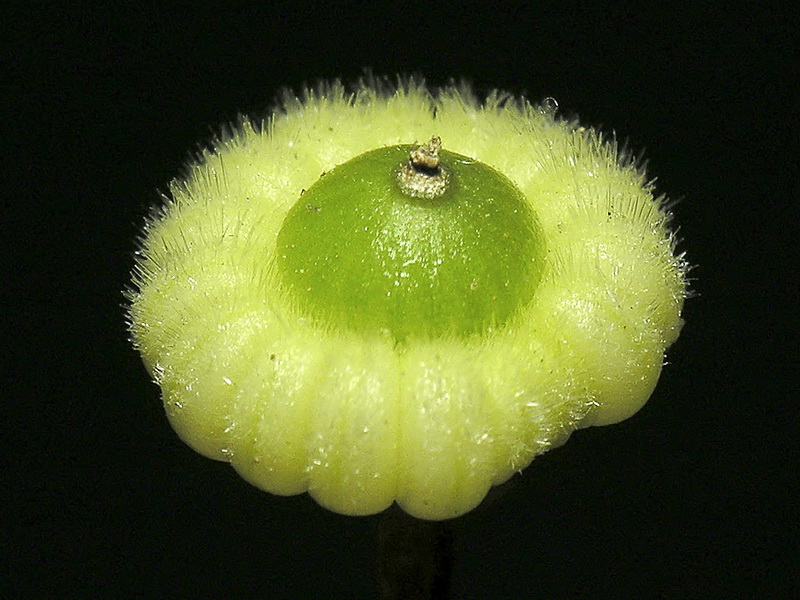 Malva tournefortiana.24