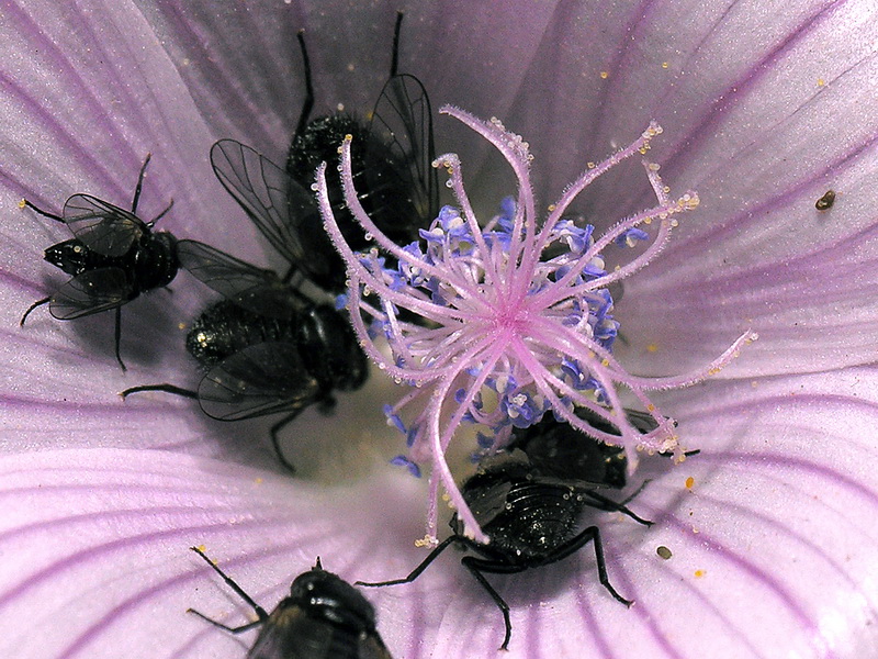 Malva tournefortiana.27