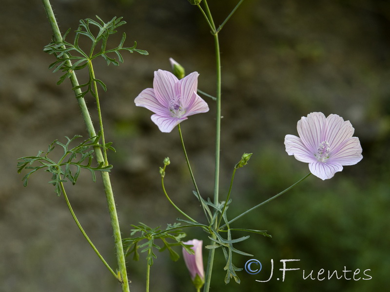 Malva tournefortiana.29