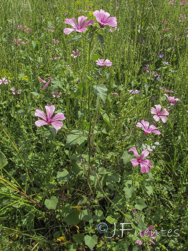 Lavatera trimensis.01