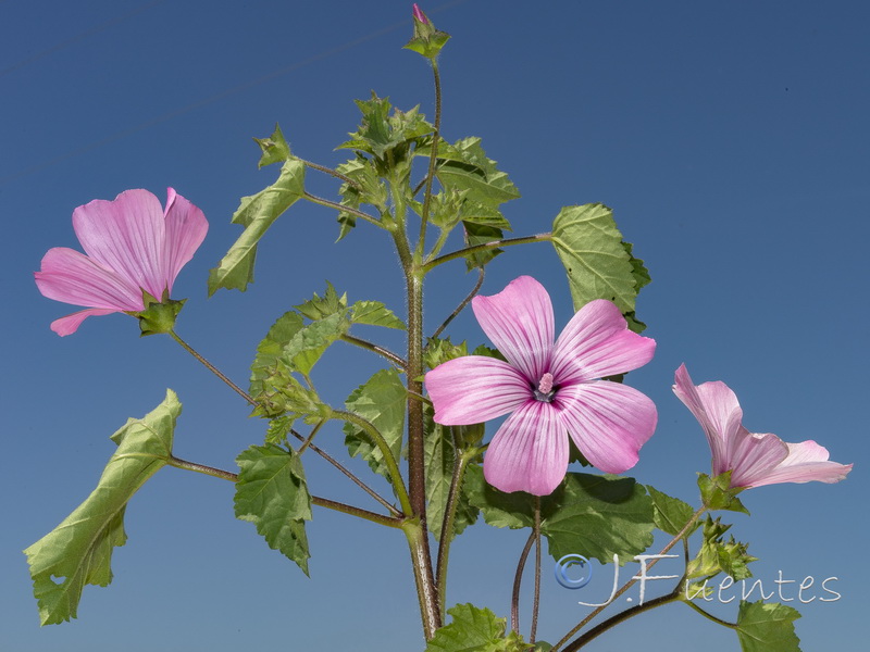 Lavatera trimensis.05