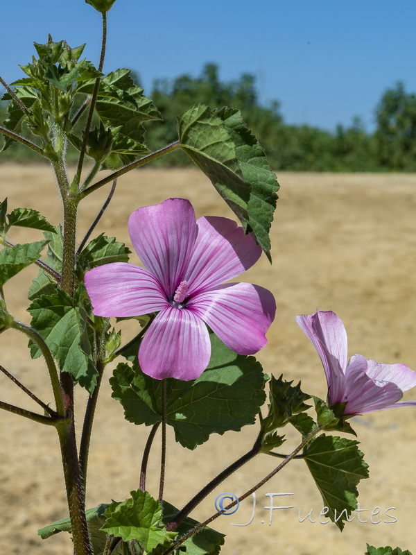 Lavatera trimensis.06