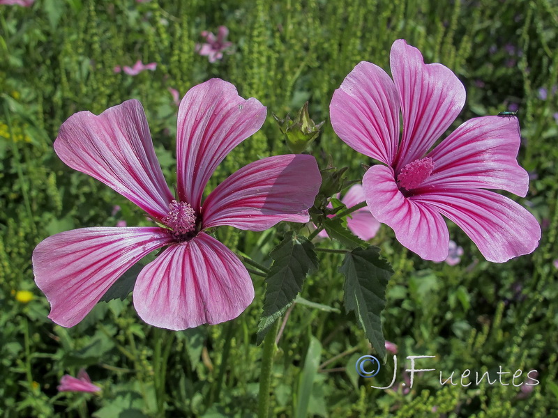 Lavatera trimensis.07