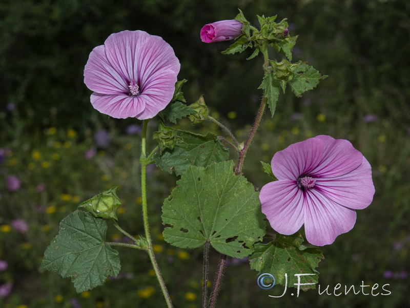 Malva trimestris.09