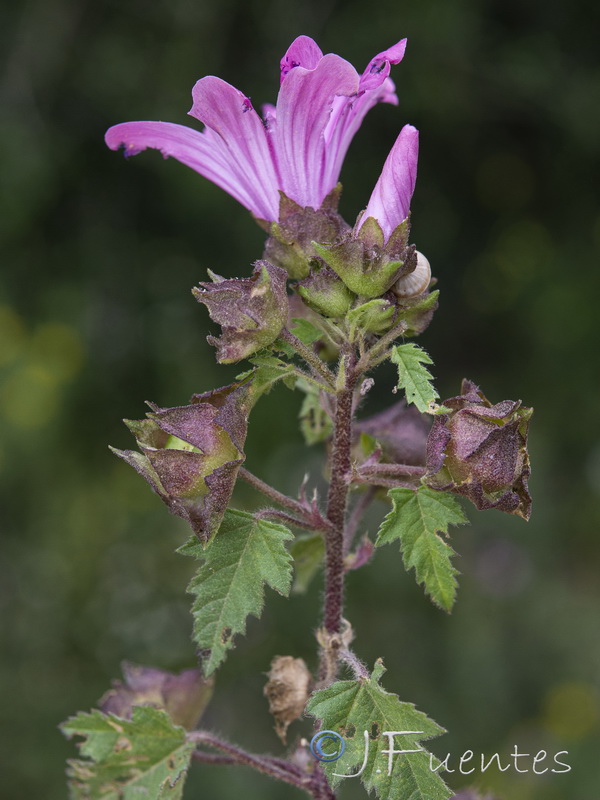 Lavatera trimensis.04