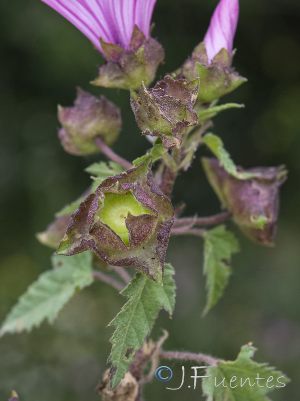 Malva trimestris.11