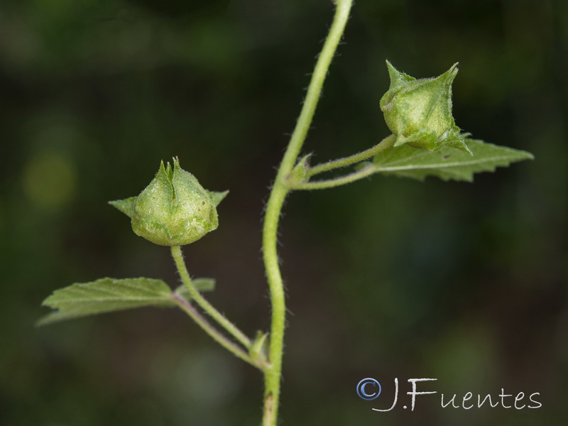 Malva trimestris.12