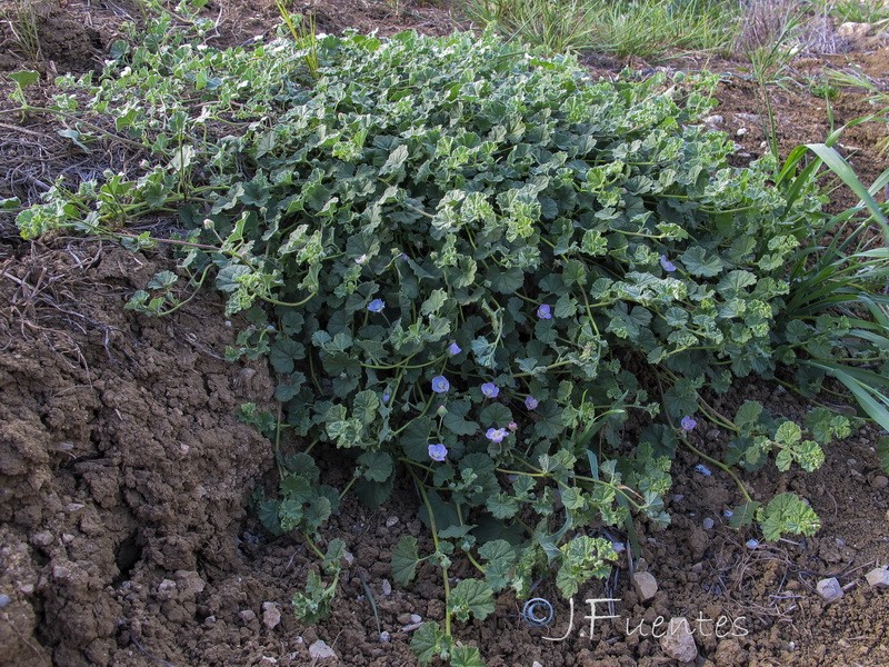 Malvella scherardiana.01