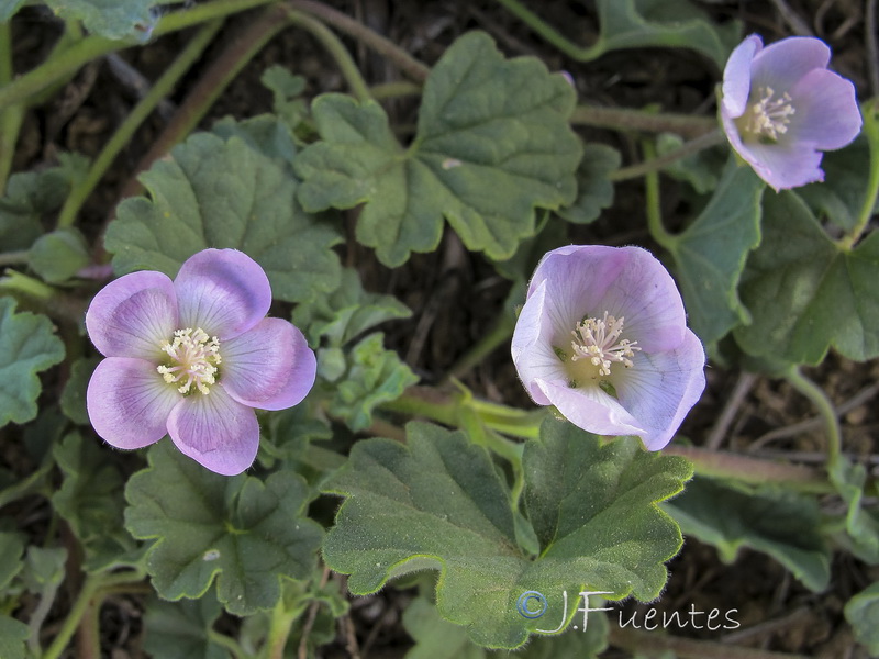 Malvella scherardiana.06
