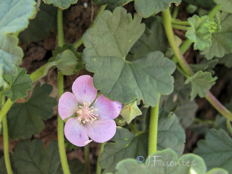 Malvella scherardiana.08