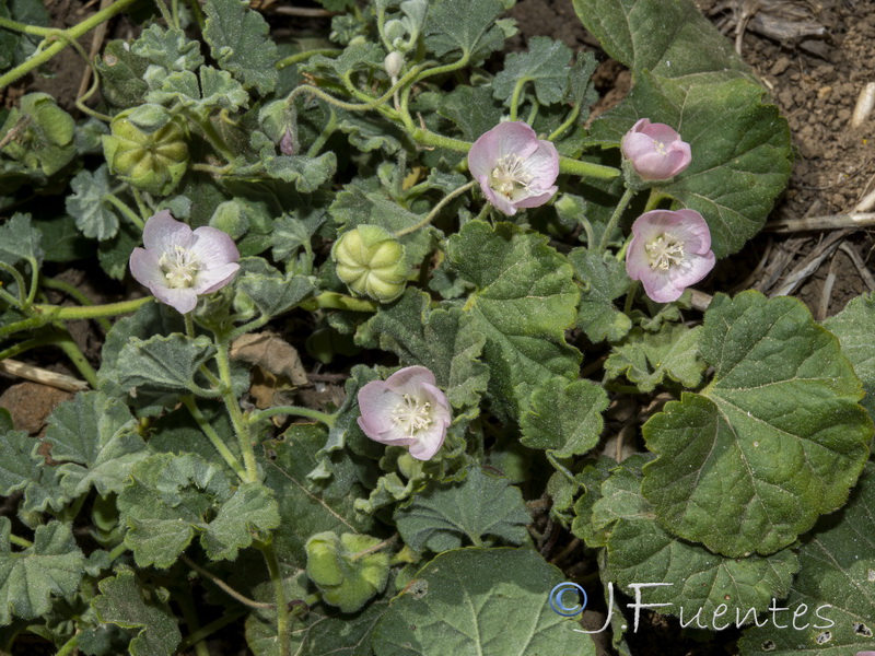 Malvella scherardiana.04