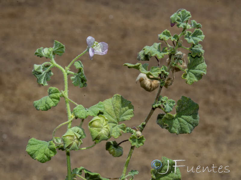 Malvella scherardiana.12