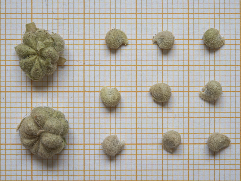 Malvella sherardiana.10