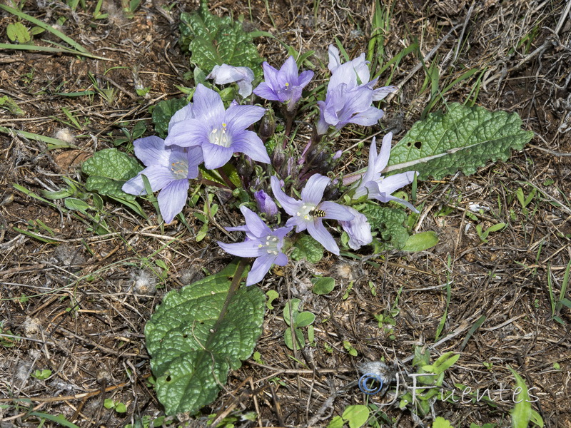 Mandragora autumnalis.02